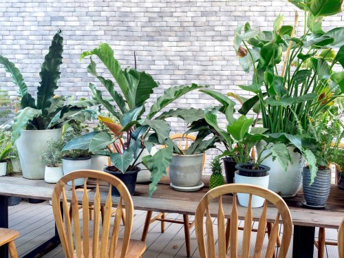 Indoor Plants That Purify Air Naturally